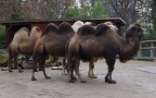 Camelus bactrianus -  1. Fund