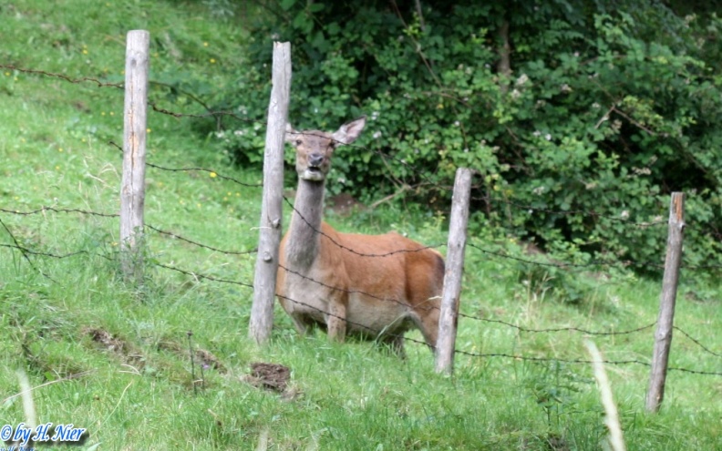 <a href='picture.php?/11998/category/4127'>Cervus elaphus - 2. Fund</a> Cervus elaphus - 2. Fund