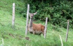 Cervus elaphus -  2. Fund