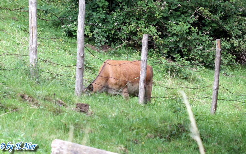 <a href='picture.php?/11999/category/4127'>Cervus elaphus - 2. Fund</a> Cervus elaphus - 2. Fund
