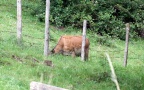 Cervus elaphus -  2. Fund