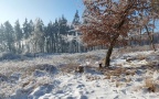 Cervus elaphus -  7. Fund (Fundortfoto)