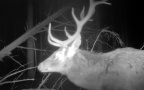 Cervus elaphus -  8. Fund