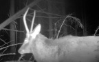 Cervus elaphus -  8. Fund