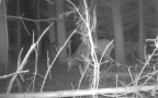 Cervus elaphus -  8. Fund