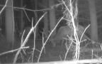 Cervus elaphus -  8. Fund