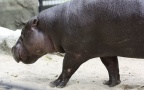 Choeropsis liberiensis -  1. Fund
