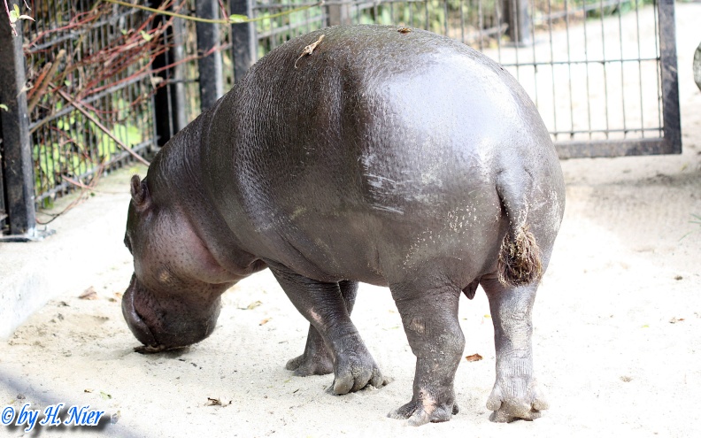 Choeropsis liberiensis -  1. Fund
