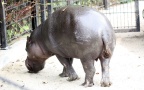 Choeropsis liberiensis -  1. Fund