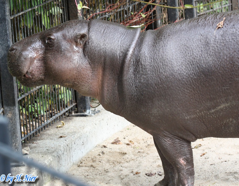 Choeropsis liberiensis -  1. Fund