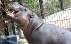 Choeropsis liberiensis -  1. Fund