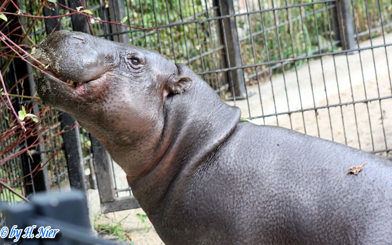 Choeropsis liberiensis -  1. Fund