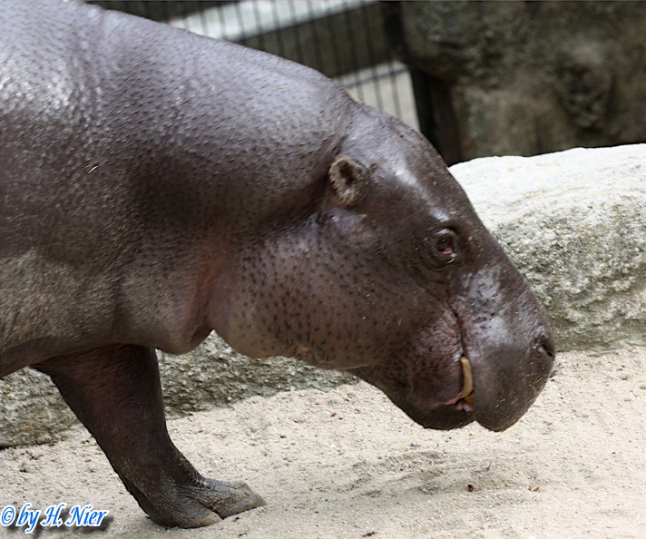 Choeropsis liberiensis -  1. Fund