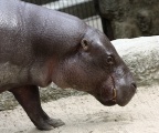 Choeropsis liberiensis -  1. Fund
