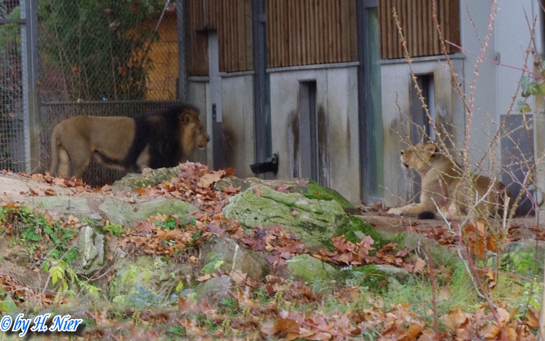 Panthera leo persica -  1. Fund