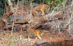 Panthera tigris sumatrae -  1. Fund