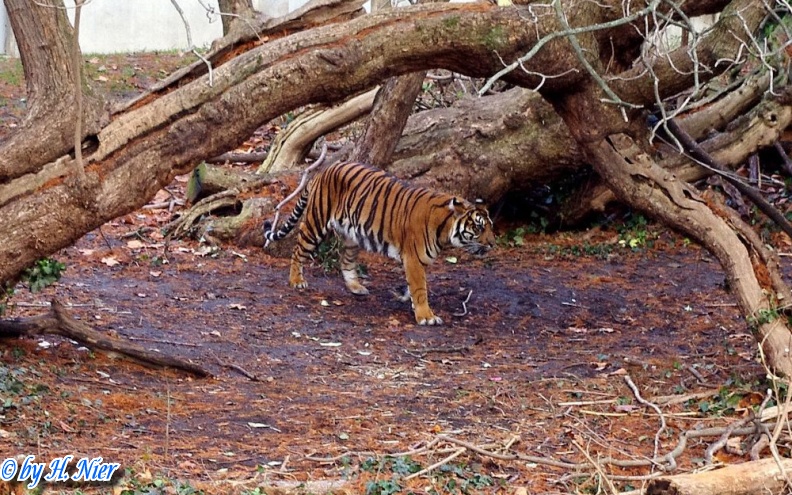 Panthera tigris sumatrae -  1. Fund