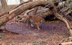 Panthera tigris sumatrae -  1. Fund