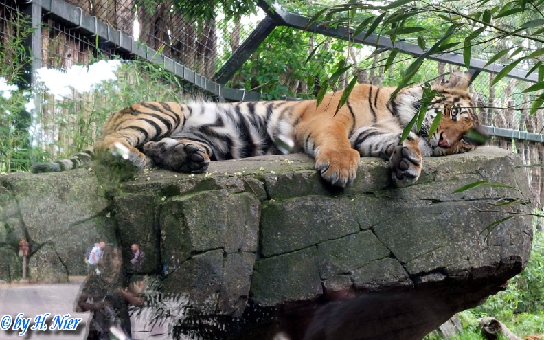 Panthera tigris sumatrae -  2. Fund