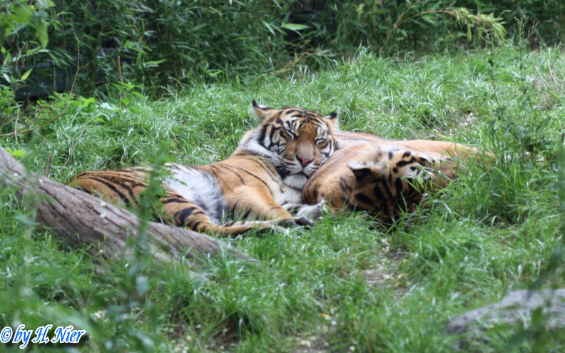 Panthera tigris sumatrae -  2. Fund