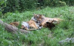 Panthera tigris sumatrae -  2. Fund