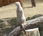 Suricata suricatta -  1. Fund