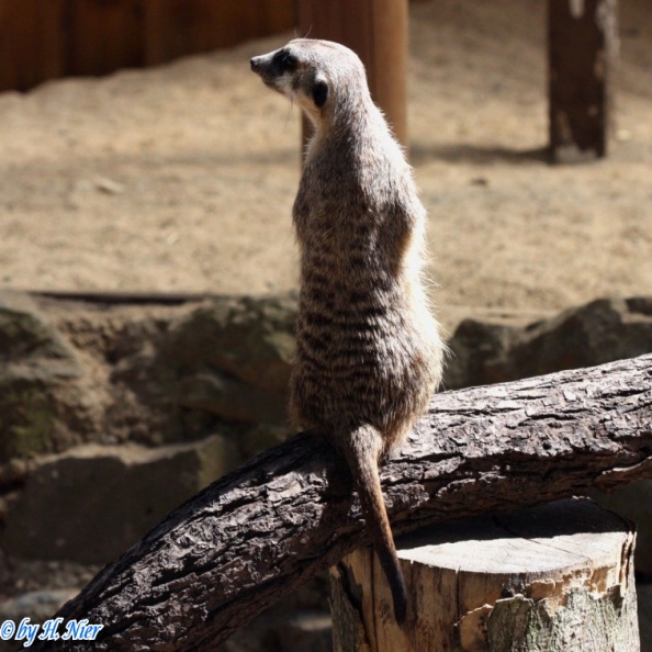 Suricata suricatta -  1. Fund
