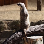 Suricata suricatta -  1. Fund