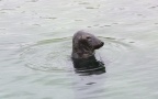 Halichoerus grypus -  1. Fund
