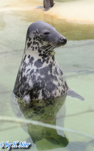 Halichoerus grypus -  1. Fund