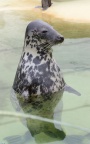 Halichoerus grypus -  1. Fund
