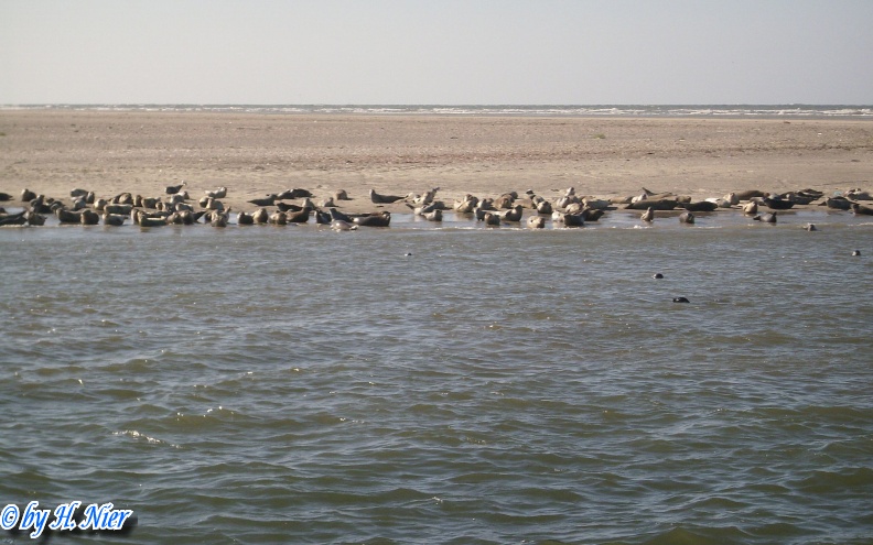 Phoca vitulina -  4. Fund