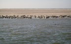 Phoca vitulina -  4. Fund