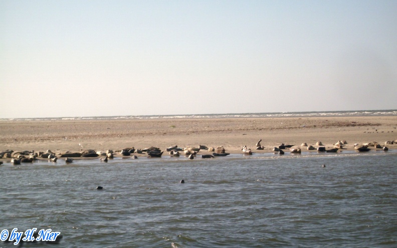 Phoca vitulina -  4. Fund