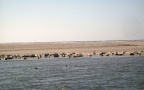 Phoca vitulina -  4. Fund