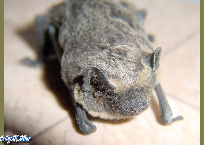 <a href='picture.php?/9388/category/3284'>Eptesicus nilssoni - 1. Fund</a> Eptesicus nilssoni - 1. Fund