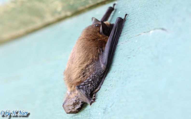 Pipistrellus cf. pipistrellus -  1. Fund