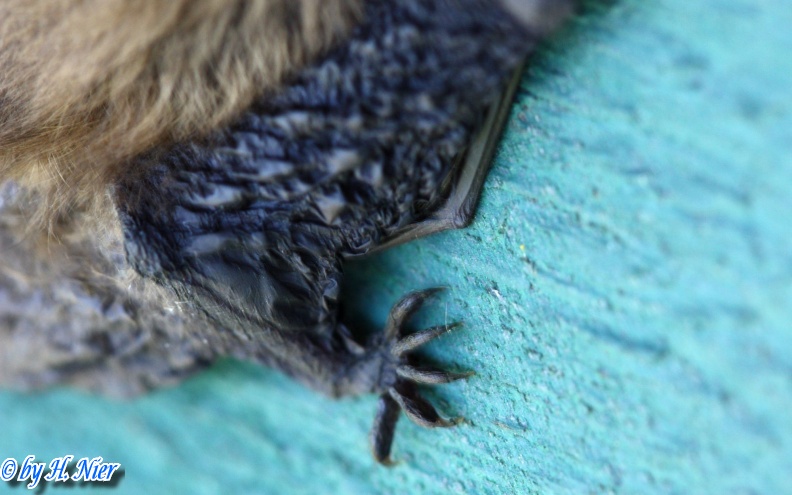 Pipistrellus cf. pipistrellus -  1. Fund