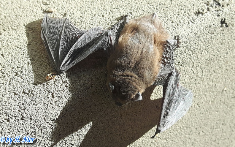 Pipistrellus cf. pipistrellus -  2. Fund