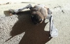 Pipistrellus cf. pipistrellus -  2. Fund