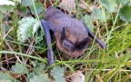 Pipistrellus cf. pipistrellus -  2. Fund