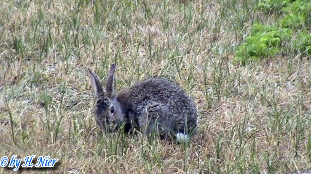 Oryctolagus cuniculus -  3. Fund