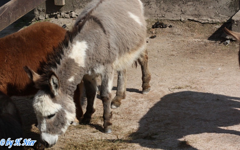 Equus africanus f. asinus -  1. Fund
