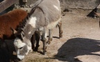 Equus africanus f. asinus -  1. Fund