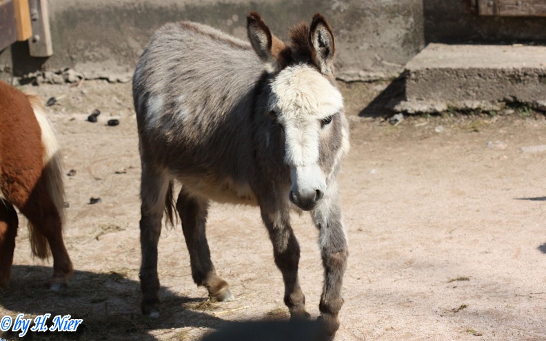 Equus africanus f. asinus -  1. Fund