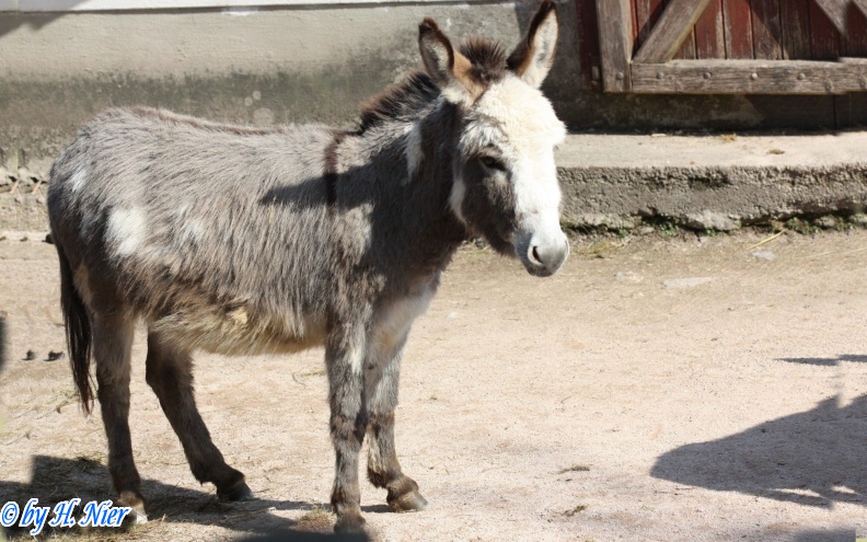 Equus africanus f. asinus -  1. Fund