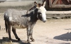 Equus africanus f. asinus -  1. Fund