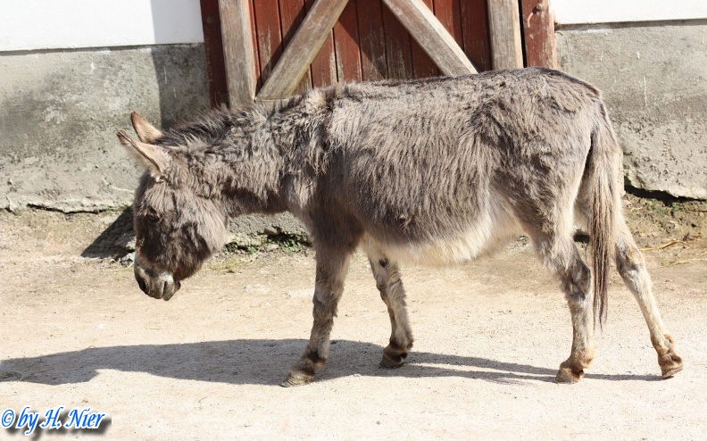 Equus africanus f. asinus -  1. Fund
