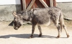 Equus africanus f. asinus -  1. Fund