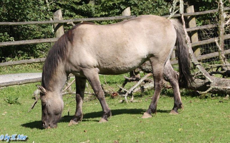 Equus ferus -  1. Fund